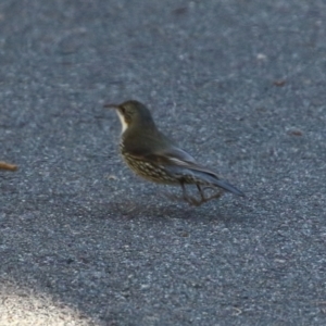 Cormobates leucophaea at Acton, ACT - 2 Aug 2021