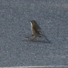 Cormobates leucophaea at Acton, ACT - 2 Aug 2021