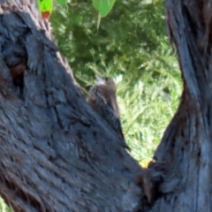 Cormobates leucophaea at Acton, ACT - 2 Aug 2021