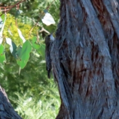 Cormobates leucophaea at Acton, ACT - 2 Aug 2021