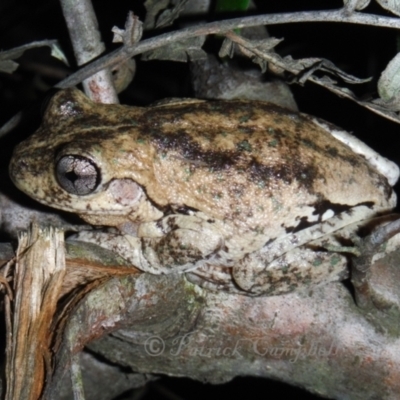 Litoria peronii (Peron's Tree Frog, Emerald Spotted Tree Frog) at Blue Mountains National Park - 18 May 2014 by PatrickCampbell