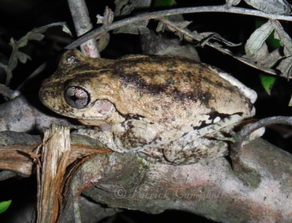 Litoria peronii at suppressed - 19 May 2014