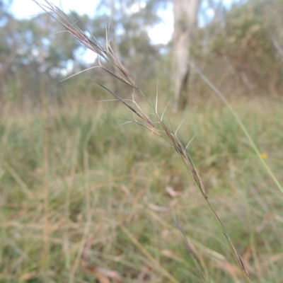 Aristida ramosa (Purple Wire Grass) at Bruce Ridge to Gossan Hill - 11 Apr 2021 by michaelb