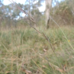 Aristida ramosa (Purple Wire Grass) at Bruce, ACT - 11 Apr 2021 by michaelb