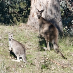 Macropus giganteus (Eastern Grey Kangaroo) at East Albury, NSW - 2 Aug 2021 by PaulF