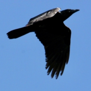 Corvus coronoides at East Albury, NSW - 2 Aug 2021 11:25 AM