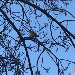 Pachycephala pectoralis at Curtin, ACT - 29 Jul 2021