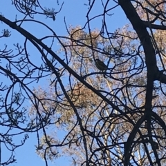 Pachycephala pectoralis at Curtin, ACT - suppressed