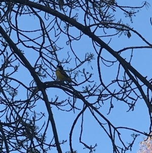 Pachycephala pectoralis at Curtin, ACT - suppressed