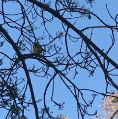 Pachycephala pectoralis at Curtin, ACT - suppressed