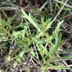 Haloragis heterophylla (Variable Raspwort) at Hughes Grassy Woodland - 31 Jul 2021 by Tapirlord