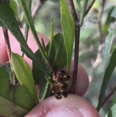 Dodonaea viscosa subsp. spatulata (Broad-leaved Hop Bush) at Hughes Grassy Woodland - 31 Jul 2021 by Tapirlord