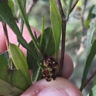 Dodonaea viscosa subsp. spatulata (Broad-leaved Hop Bush) at Hughes, ACT - 31 Jul 2021 by Tapirlord
