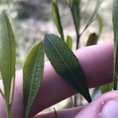 Dodonaea viscosa subsp. spatulata at Hughes, ACT - 31 Jul 2021