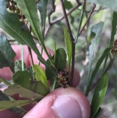 Dodonaea viscosa subsp. spatulata at Hughes, ACT - 31 Jul 2021 01:14 PM