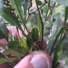 Dodonaea viscosa subsp. spatulata at Hughes, ACT - 31 Jul 2021