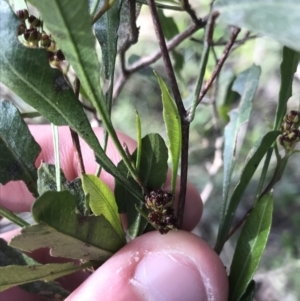 Dodonaea viscosa subsp. spatulata at Hughes, ACT - 31 Jul 2021