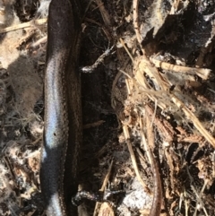 Lampropholis delicata (Delicate Skink) at Hughes Grassy Woodland - 31 Jul 2021 by Tapirlord
