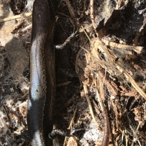 Lampropholis delicata at Hughes, ACT - 31 Jul 2021