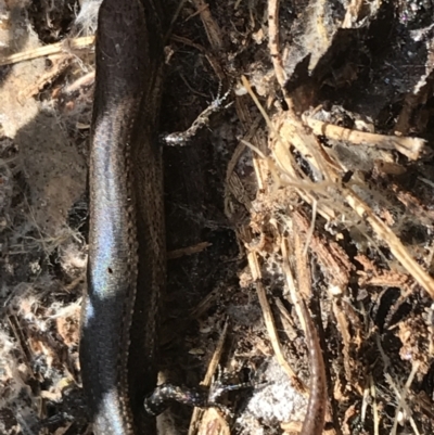 Lampropholis delicata (Delicate Skink) at Hughes Grassy Woodland - 31 Jul 2021 by Tapirlord