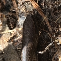 Lampropholis delicata at Hughes, ACT - 31 Jul 2021