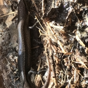 Lampropholis delicata at Hughes, ACT - 31 Jul 2021 01:16 PM