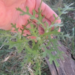 Senecio bathurstianus (Rough Fireweed) at Flea Bog Flat, Bruce - 11 Apr 2021 by michaelb