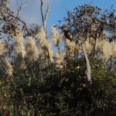 Cortaderia selloana (Pampas Grass) at Flea Bog Flat, Bruce - 11 Apr 2021 by michaelb