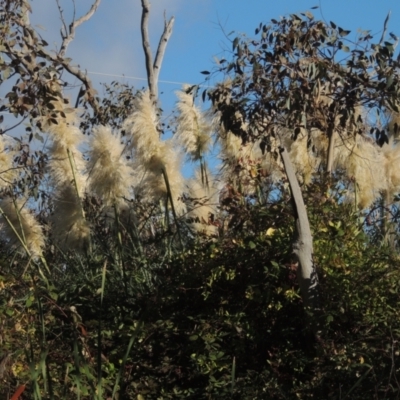 Cortaderia selloana (Pampas Grass) at Bruce, ACT - 11 Apr 2021 by MichaelBedingfield