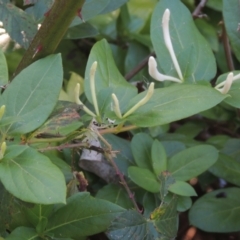 Lonicera japonica (Japanese Honeysuckle) at Bruce, ACT - 11 Apr 2021 by michaelb