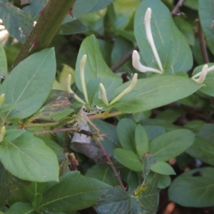 Lonicera japonica at Bruce, ACT - 11 Apr 2021