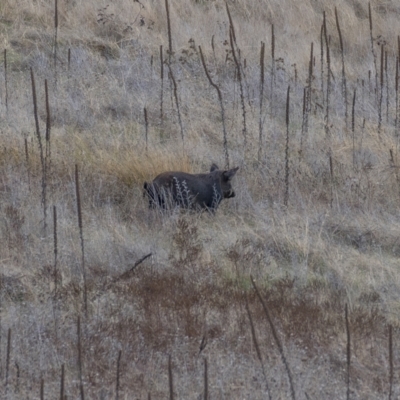 Sus scrofa (Feral Pig) at Stromlo, ACT - 31 Jul 2021 by trevsci