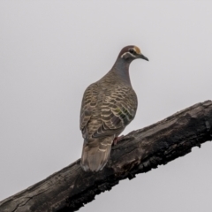 Phaps chalcoptera (Common Bronzewing) at Tennent, ACT - 1 Aug 2021 by trevsci
