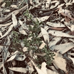 Vittadinia cuneata var. cuneata at Deakin, ACT - 31 Jul 2021