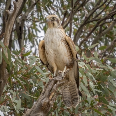 Falco berigora (Brown Falcon) at Tennent, ACT - 1 Aug 2021 by trevsci