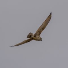 Falco berigora at Tennent, ACT - 1 Aug 2021