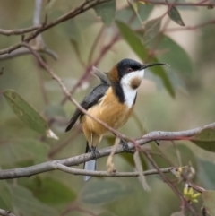 Acanthorhynchus tenuirostris (Eastern Spinebill) at Paddys River, ACT - 31 Jul 2021 by trevsci