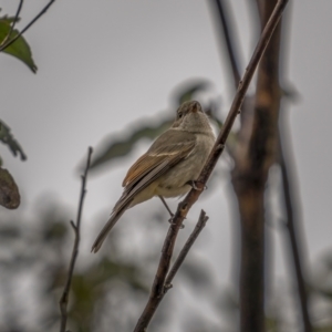 Pachycephala pectoralis at Tennent, ACT - 1 Aug 2021 10:28 AM