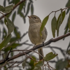 Pachycephala pectoralis at Tennent, ACT - 1 Aug 2021 10:28 AM