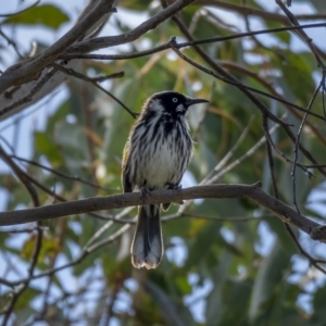 Phylidonyris novaehollandiae at Stromlo, ACT - 31 Jul 2021