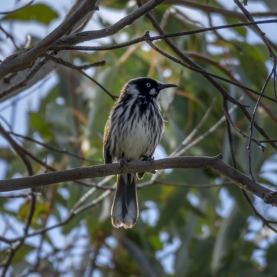 Phylidonyris novaehollandiae (New Holland Honeyeater) at Stromlo, ACT - 31 Jul 2021 by trevsci