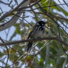 Phylidonyris novaehollandiae at Stromlo, ACT - 31 Jul 2021