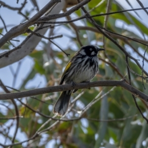 Phylidonyris novaehollandiae at Stromlo, ACT - 31 Jul 2021