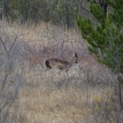 Dama dama (Fallow Deer) at Tennent, ACT - 1 Aug 2021 by trevsci