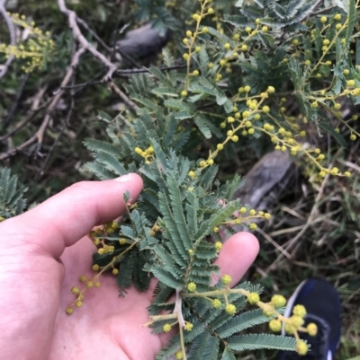 Acacia baileyana x Acacia decurrens (Cootamundra Wattle x Green Wattle (Hybrid)) at Red Hill Nature Reserve - 31 Jul 2021 by Tapirlord