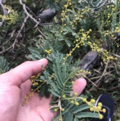 Acacia baileyana x Acacia decurrens (Cootamundra Wattle x Green Wattle (Hybrid)) at Hughes, ACT - 31 Jul 2021 by Tapirlord