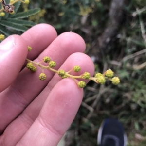 Acacia baileyana x Acacia decurrens at Hughes, ACT - 31 Jul 2021 01:26 PM