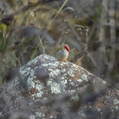 Neochmia temporalis (Red-browed Finch) at Bullen Range - 31 Jul 2021 by trevsci