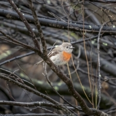 Petroica boodang (Scarlet Robin) at Tennent, ACT - 1 Aug 2021 by trevsci