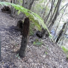 Cyathea australis subsp. australis (Rough Tree Fern) at Bundanoon, NSW - 21 Jul 2021 by MatthewFrawley